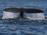 Baleine franche australe, Péninsule Valdés
