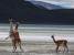 Torres del Paine, combat guanacos